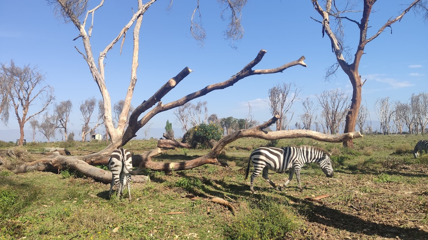 How to start planning 4 Days Kenya safari tour to Masai mara and lake Nakuru